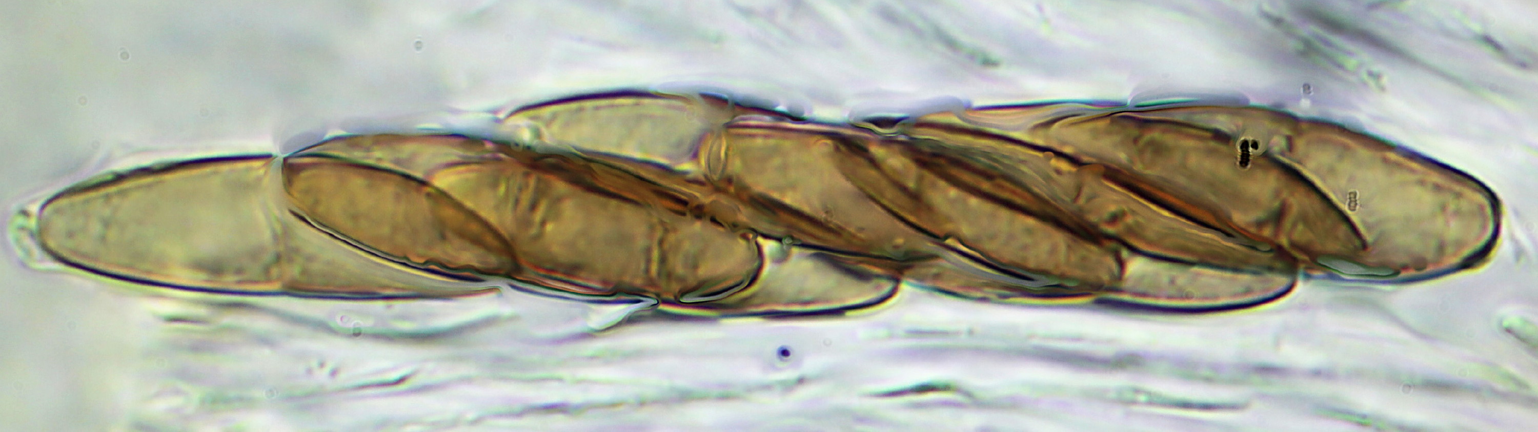 Solorina  crocea (Safranflechte)