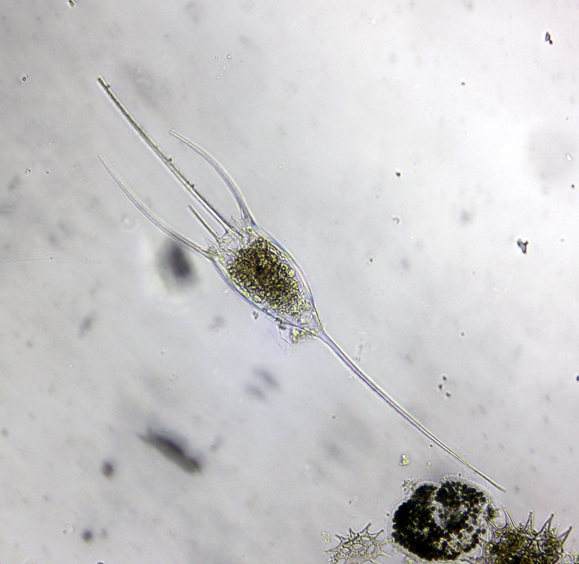 Kellicottia longispina, Winterplankton