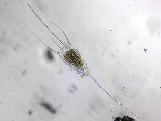 Kellicottia longispina, Winterplankton
