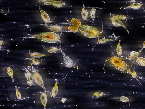 Ruderfußkrebse, Planktonprobe aus einem Löschteich