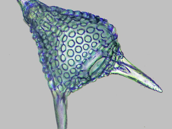 Podocyrtis species