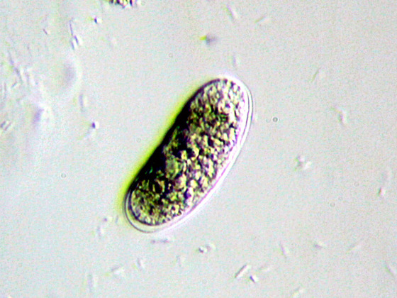 Endoparasit Coelosporidium chydoricola