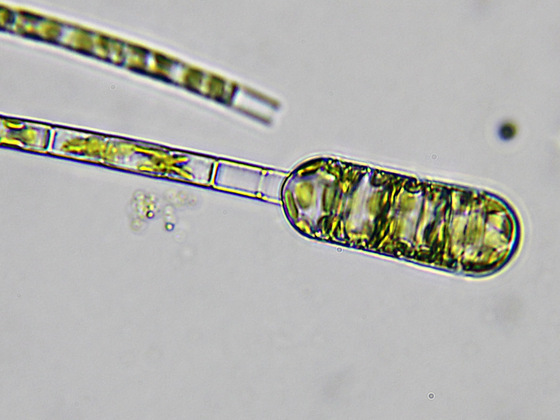 Aulacoseira granulata, Erstlingszelle