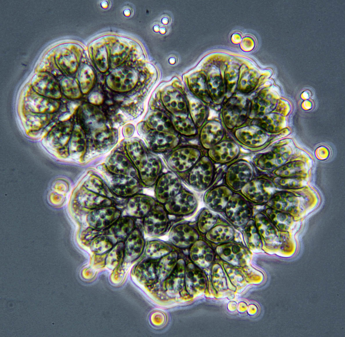 Botryococcus braunii mit Öltröpfchen