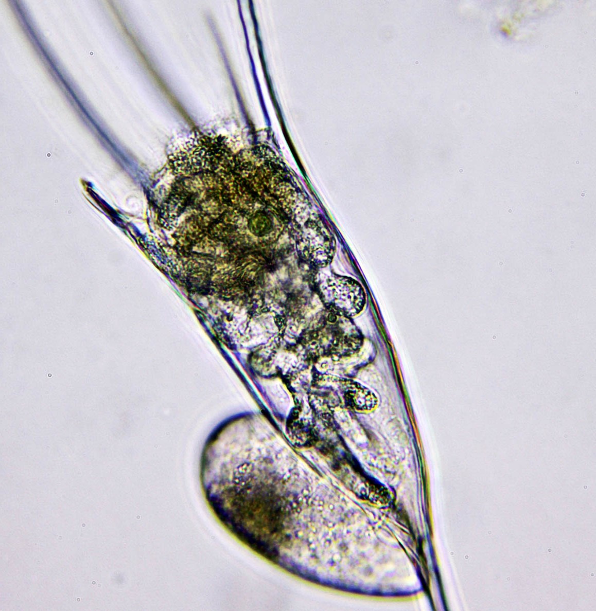 Kellicottia longispina m. Bertramia asperospora