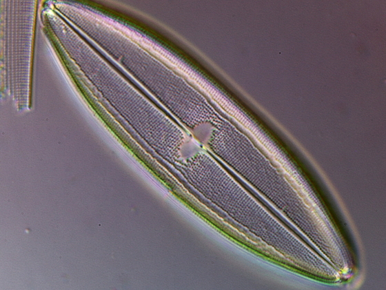 Diatomee aus dem Schollener See