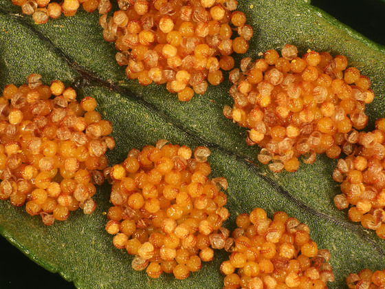 Gewöhnlicher Tüpfelfarn, Polypodium vulgare_Blattunterseite mit Sporangien