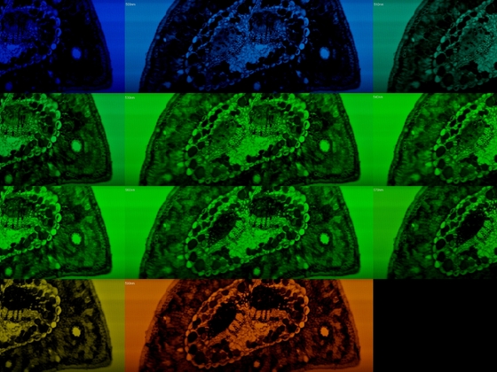 Multispectral Line-Scanning Imaging Microscopy