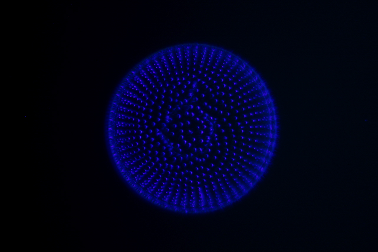 Diatomee in der Fluoreszenz