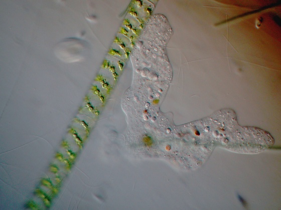 Amoeba spec. (proteus ?) neben Schraubenalge (Spirogyra spec.)