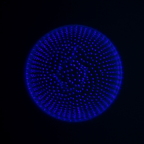Diatomee in der Fluoreszenz