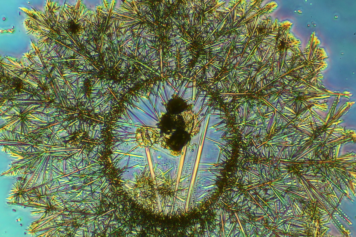 Kristallisationsprodukt Das deutschsprachige MikroskopieForum