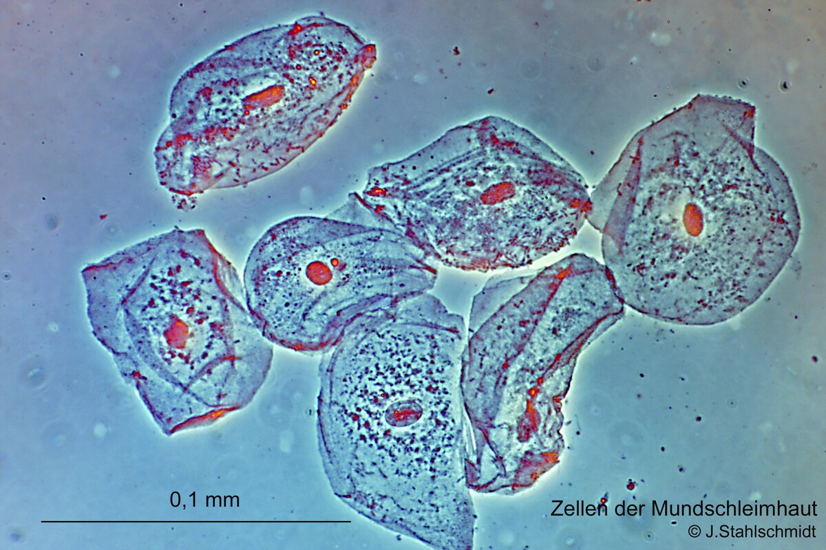 Zellen Der Mundschleimhaut Mikroskopische Zeichnung